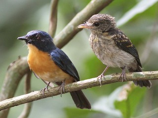 Взрослый самец и молодая птица (Mangrove) - Neoh Hor Kee - ML224942091