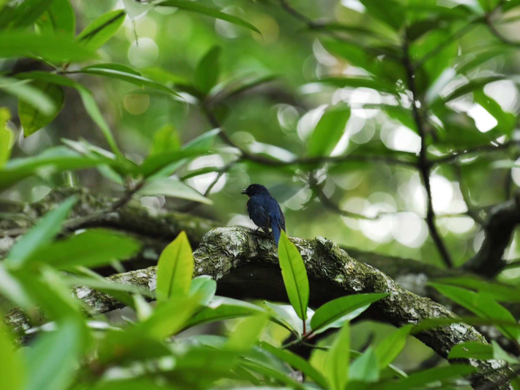 Mangrove Blue Flycatcher - JEK YAP
