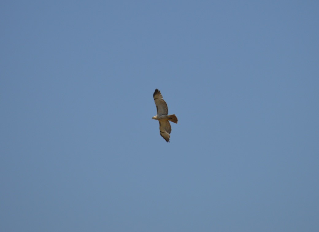 Red-tailed Hawk - Dan Doughty