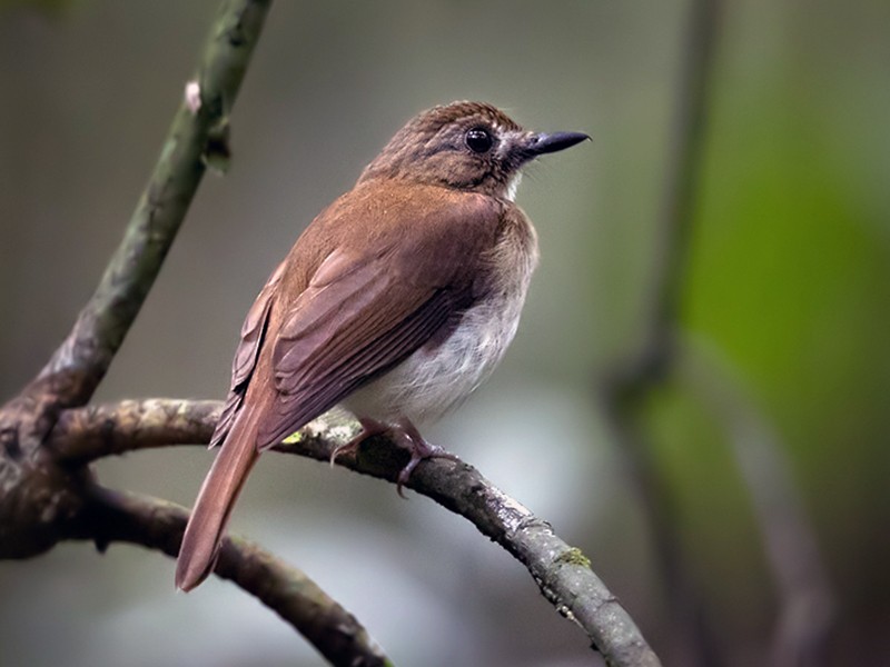 Gray-chested Jungle Flycatcher - Lars Petersson | My World of Bird Photography