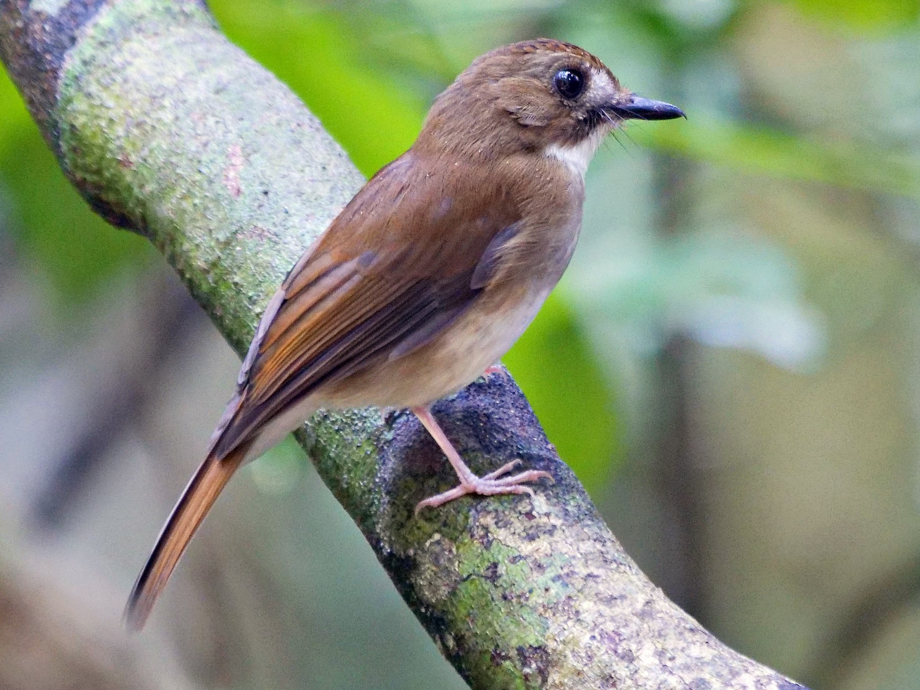 Gray-chested Jungle Flycatcher - Kai Soon Chan