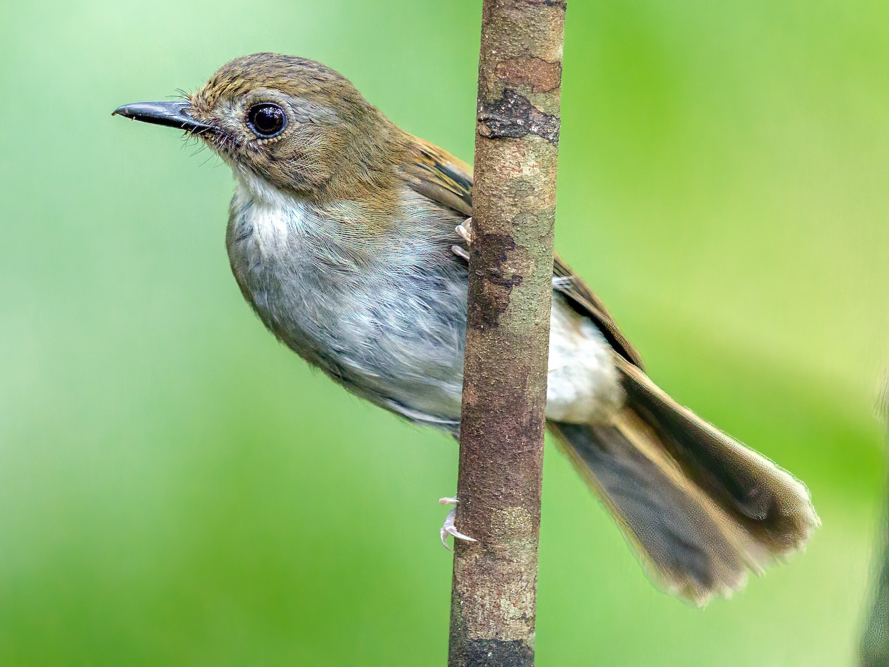 Gray-chested Jungle Flycatcher - Saravanan Krishnamurthy