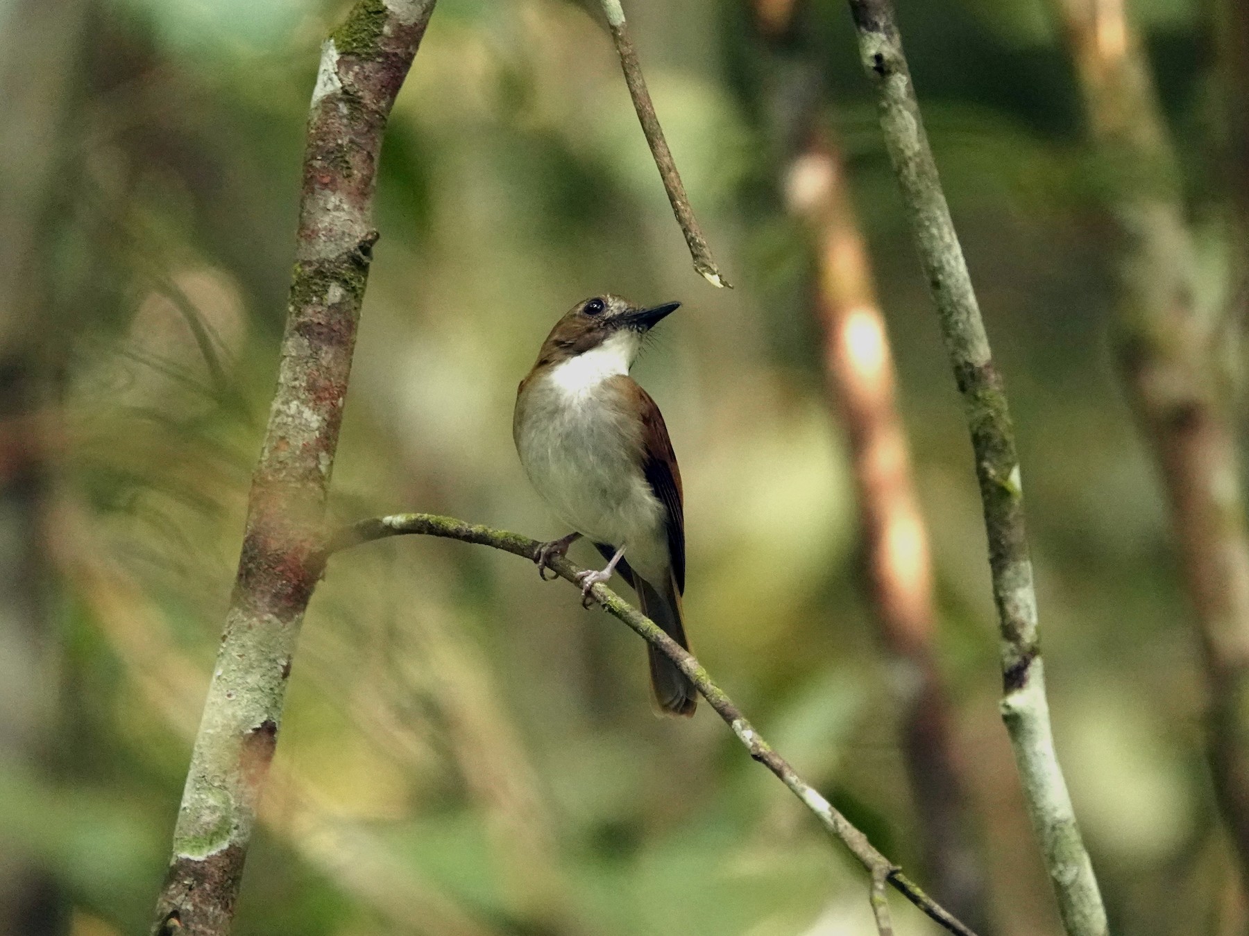 Gray-chested Jungle Flycatcher - Deanna MacPhail
