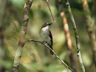  - Gray-chested Jungle Flycatcher