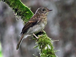  - Fulvous-chested Jungle Flycatcher