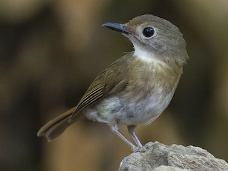  - Fulvous-chested Jungle Flycatcher