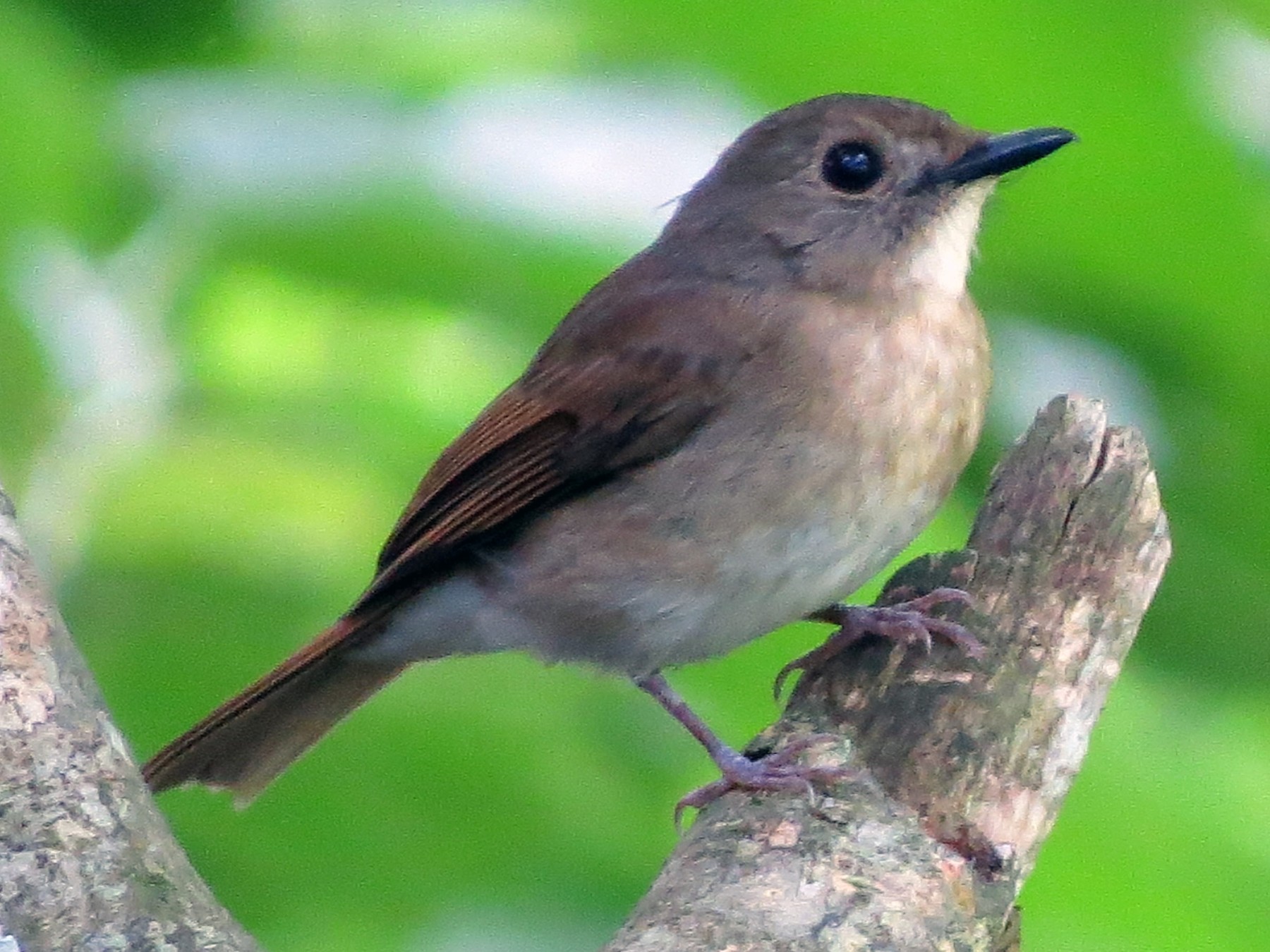Fulvous-chested Jungle Flycatcher - Tom Wheatley