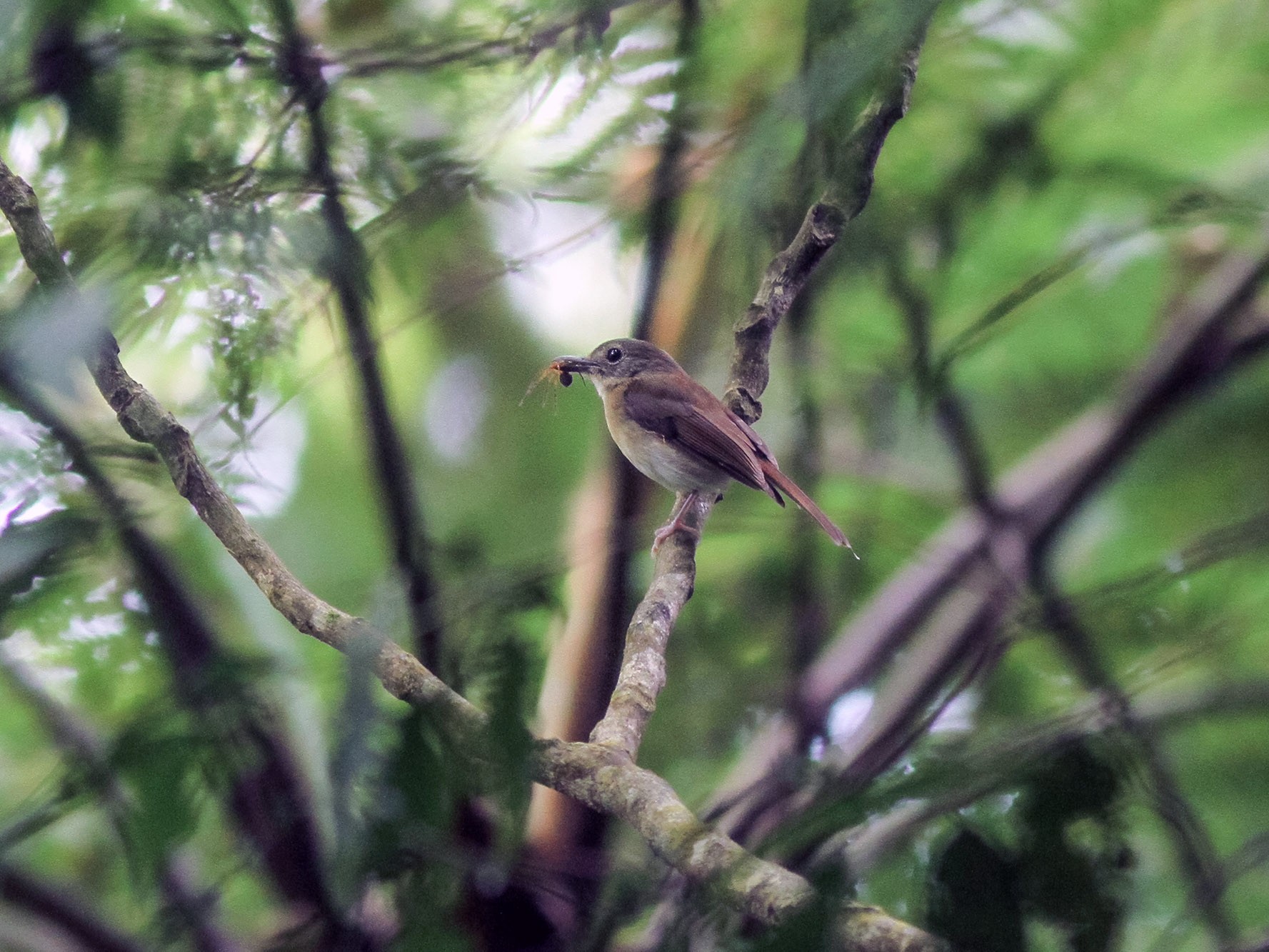 Fulvous-chested Jungle Flycatcher - Wich’yanan Limparungpatthanakij