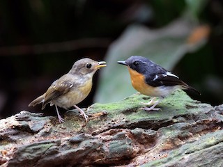 นกเพศผู้เต็มวัยและนกเด็ก - Lim Ying Hien - ML224944421