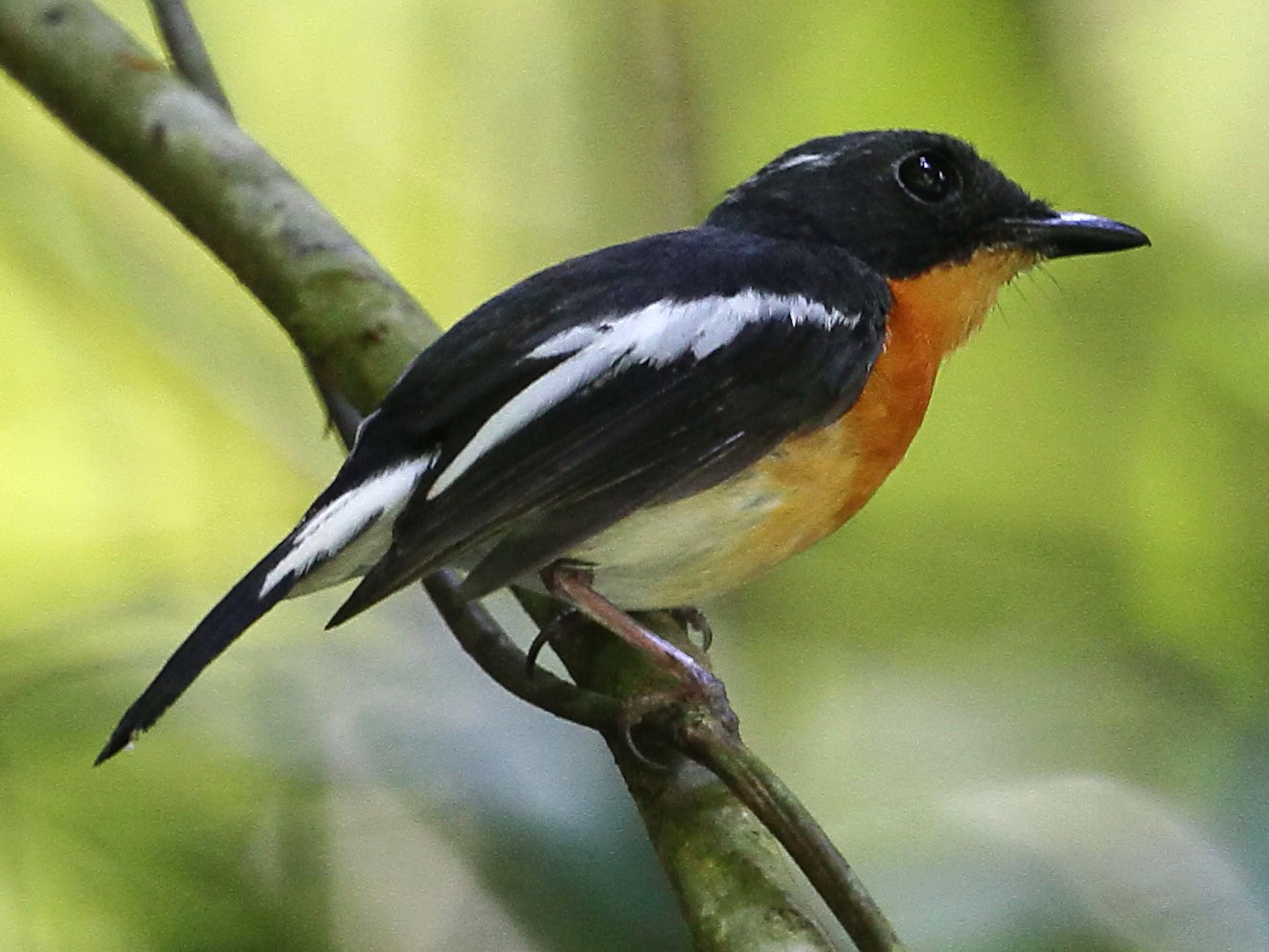 Rufous-chested Flycatcher - Ang TH
