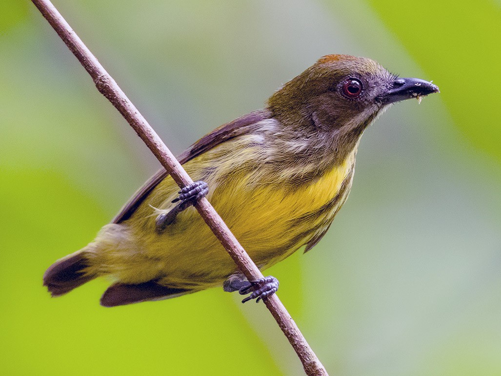 Yellow-breasted Flowerpecker - Ayuwat Jearwattanakanok