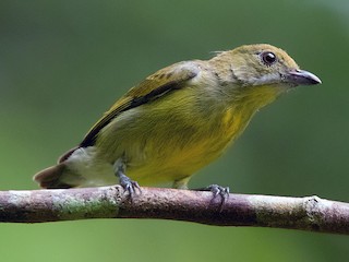 雌鳥 - Ayuwat Jearwattanakanok - ML224946251