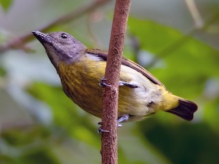 Adulte femelle - Ayuwat Jearwattanakanok - ML224946421