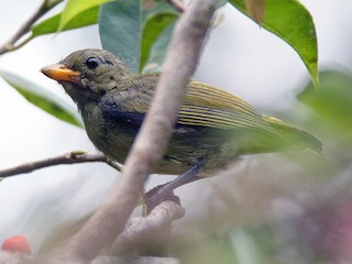 幼鳥 - Ayuwat Jearwattanakanok - ML224946431