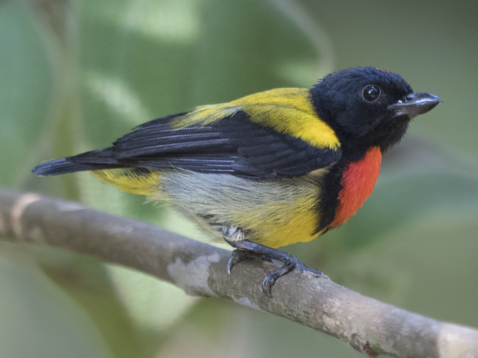 Scarlet-breasted Flowerpecker - eBird