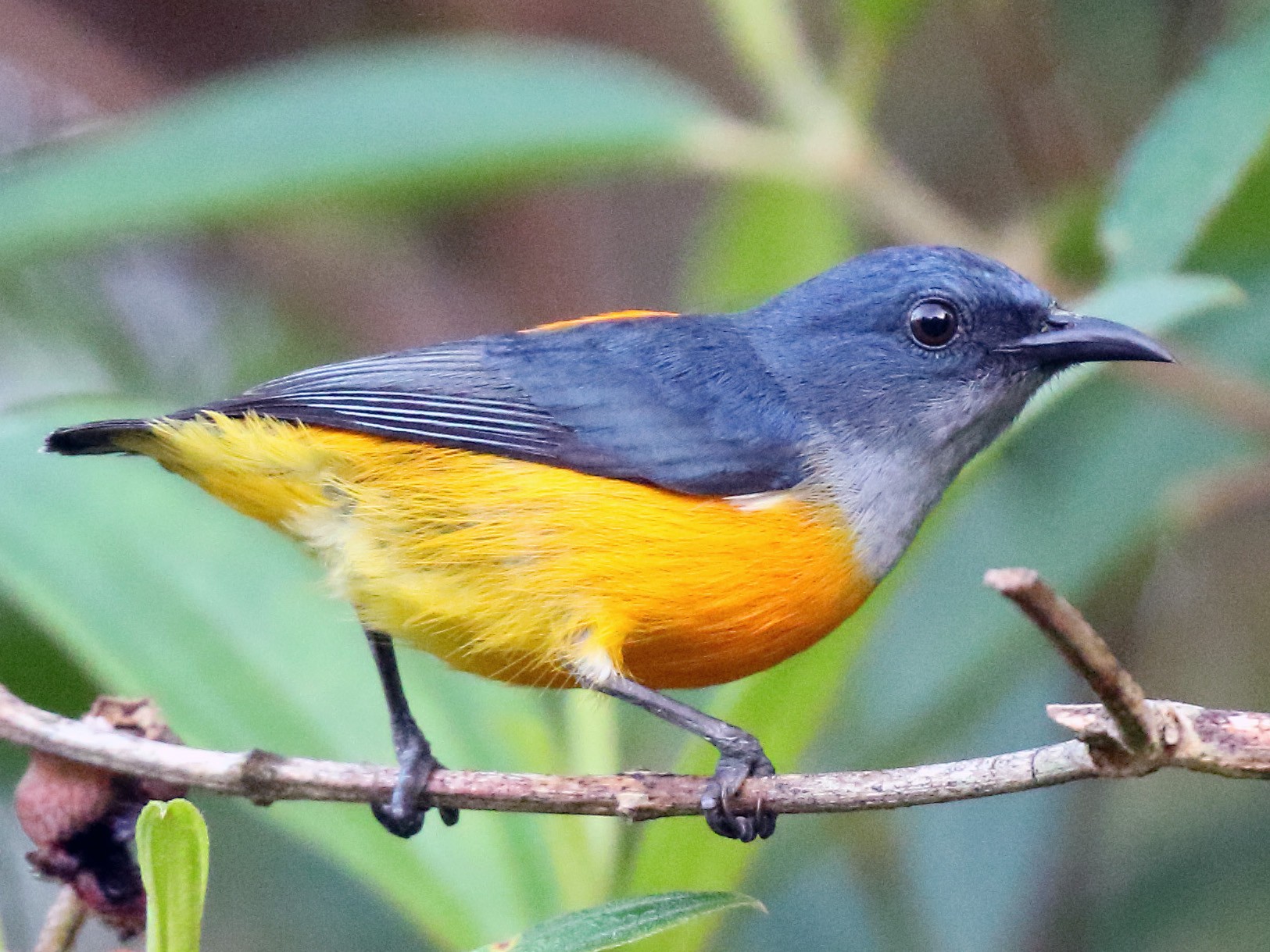 Orange-bellied Flowerpecker - eBird
