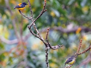 Male and female - Sue Chew Yap - ML224946621