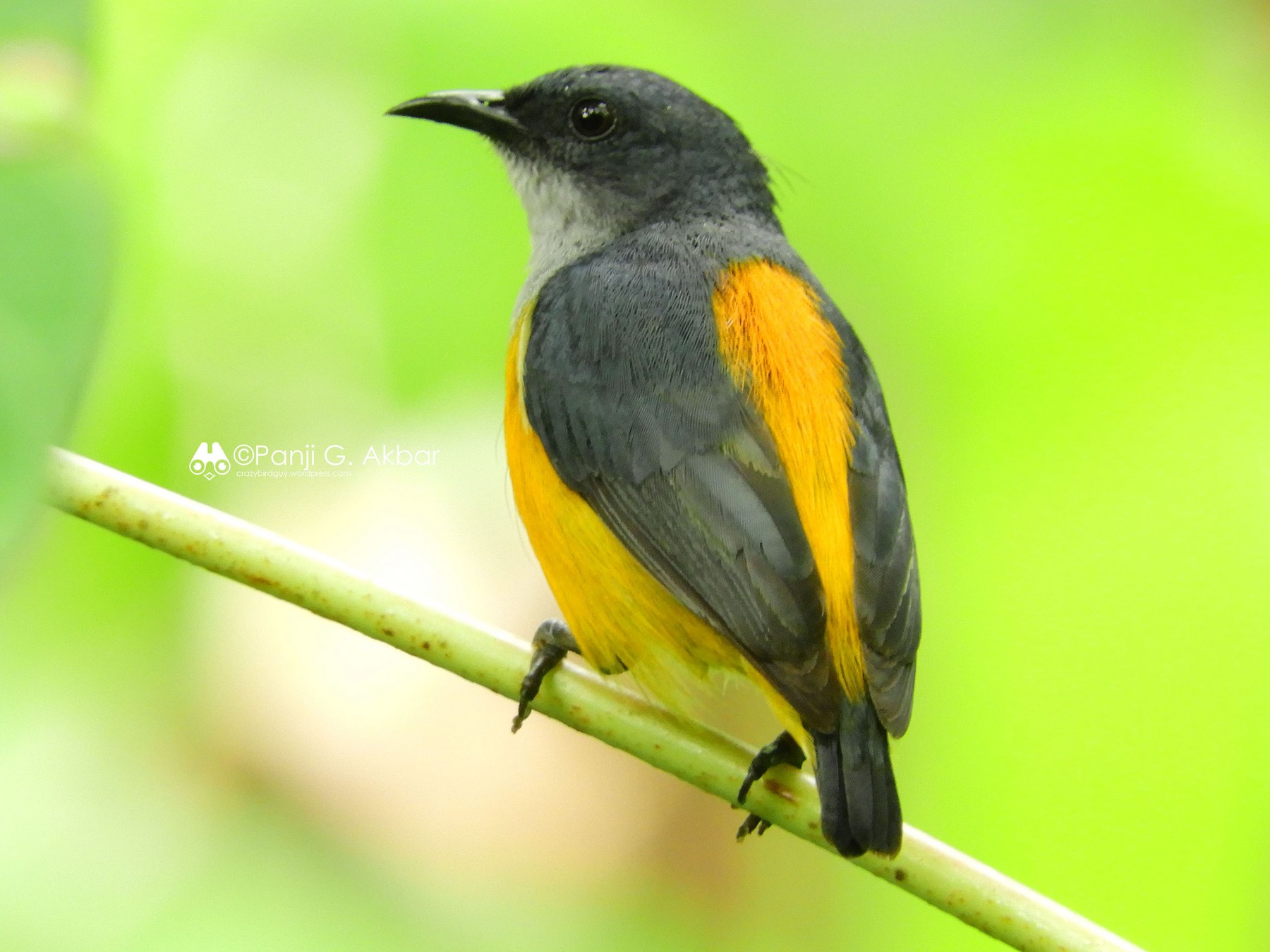 Orange-bellied Flowerpecker - Panji Gusti Akbar