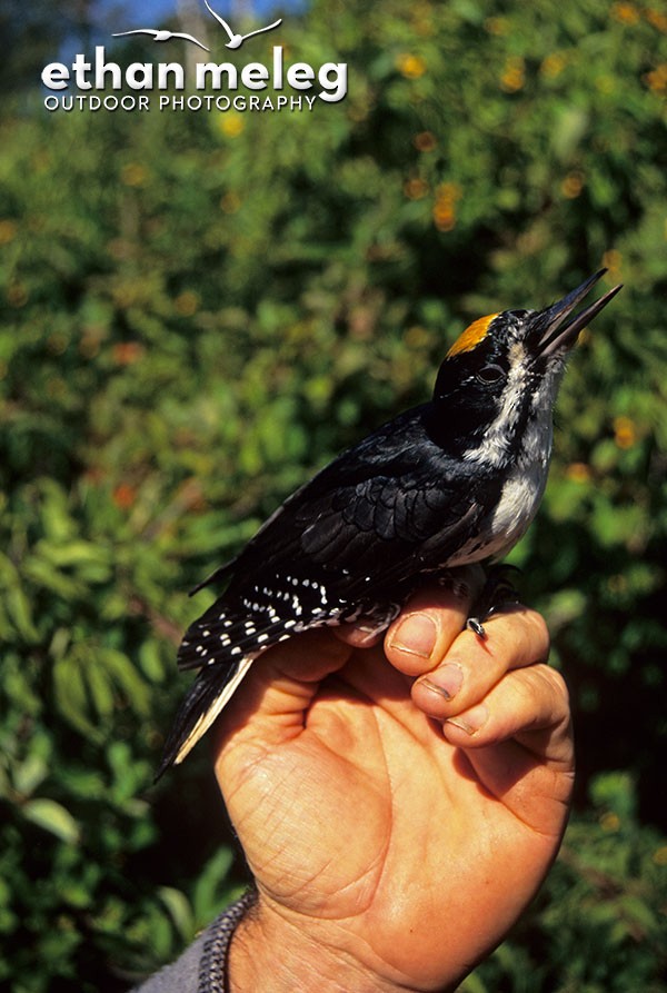 Black-backed Woodpecker - Ethan Meleg