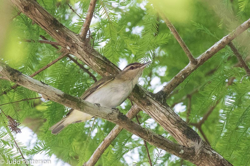 Red-eyed Vireo - Judd Patterson