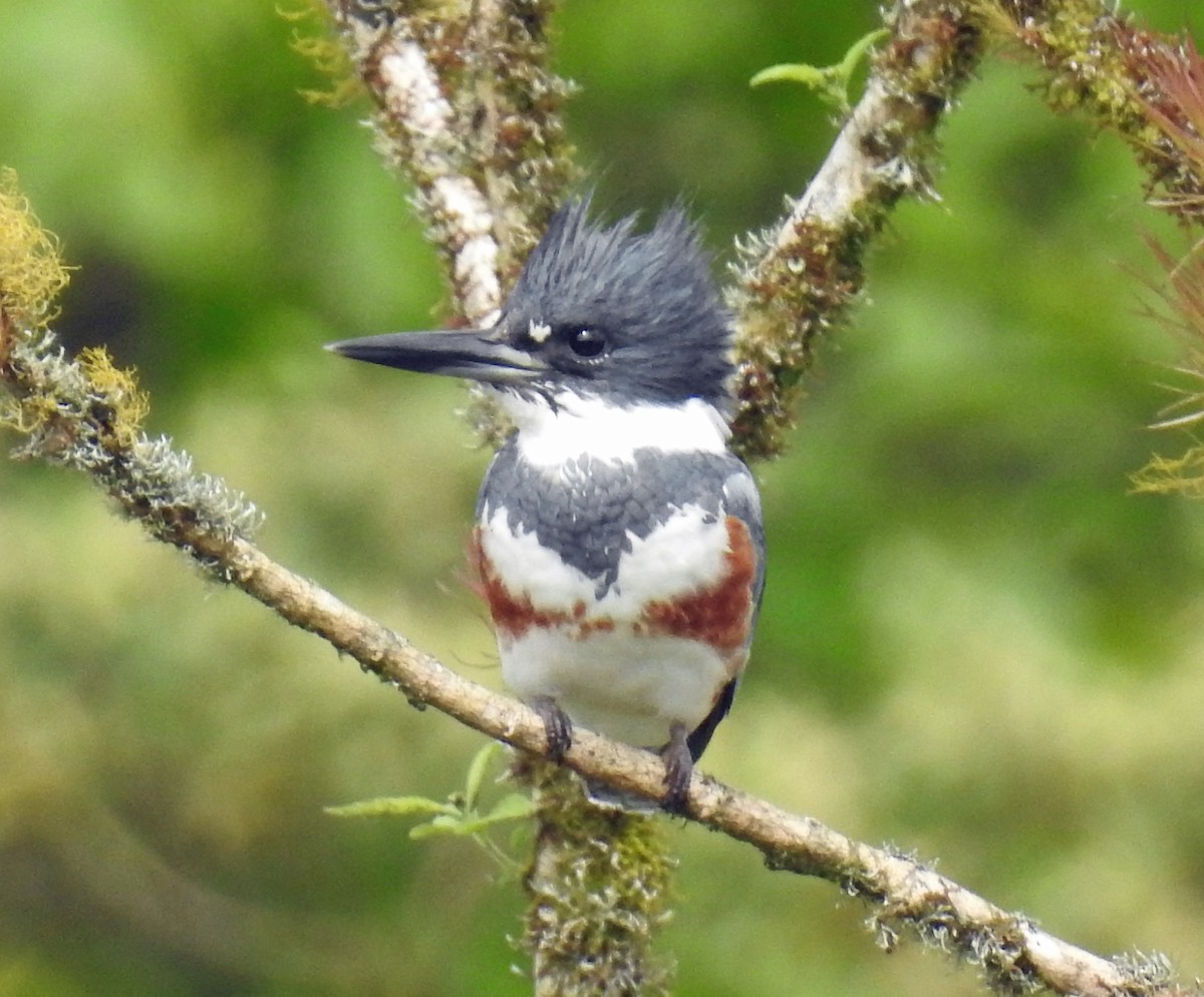 Belted Kingfisher - ML224950401