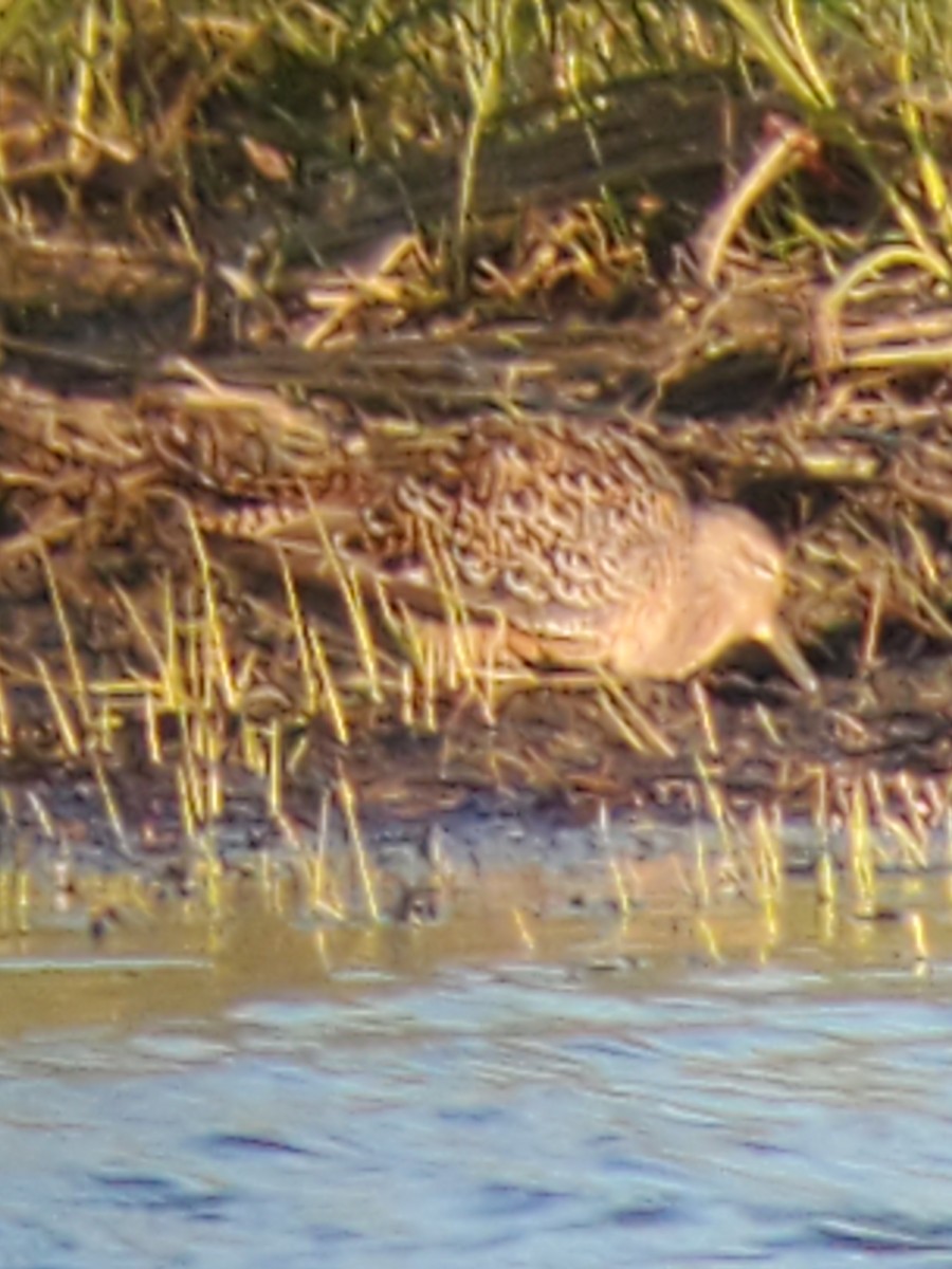 Long-billed Dowitcher - ML224950771