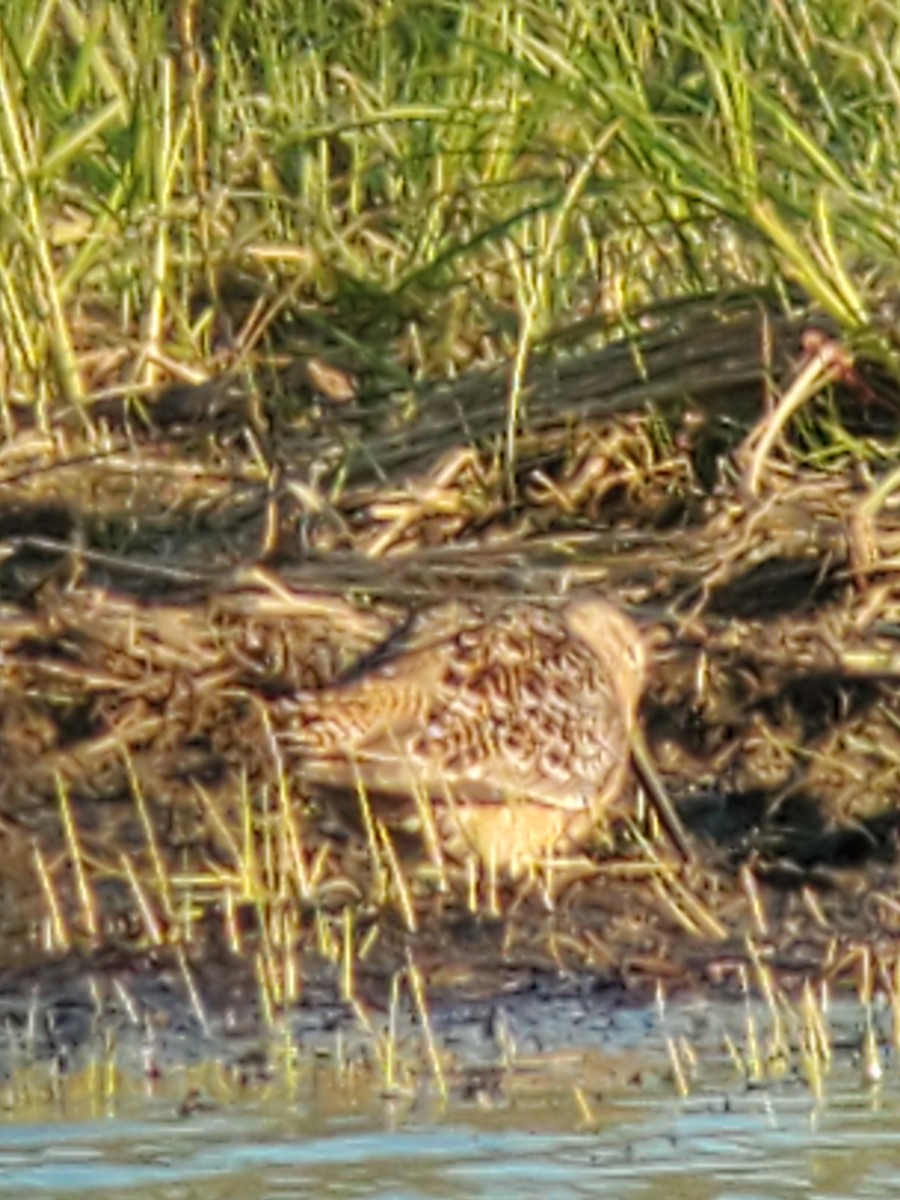 Long-billed Dowitcher - ML224950791