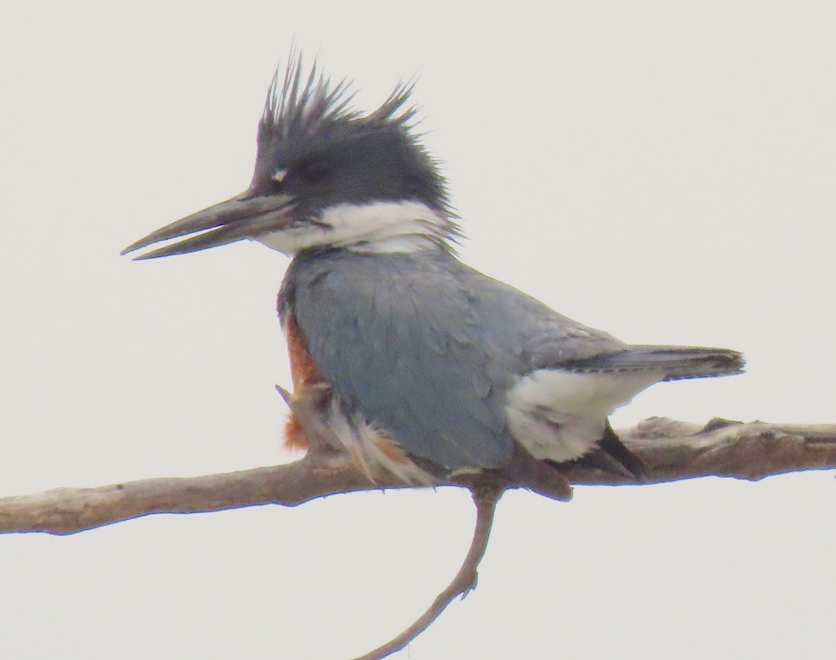 Belted Kingfisher - ML224957071