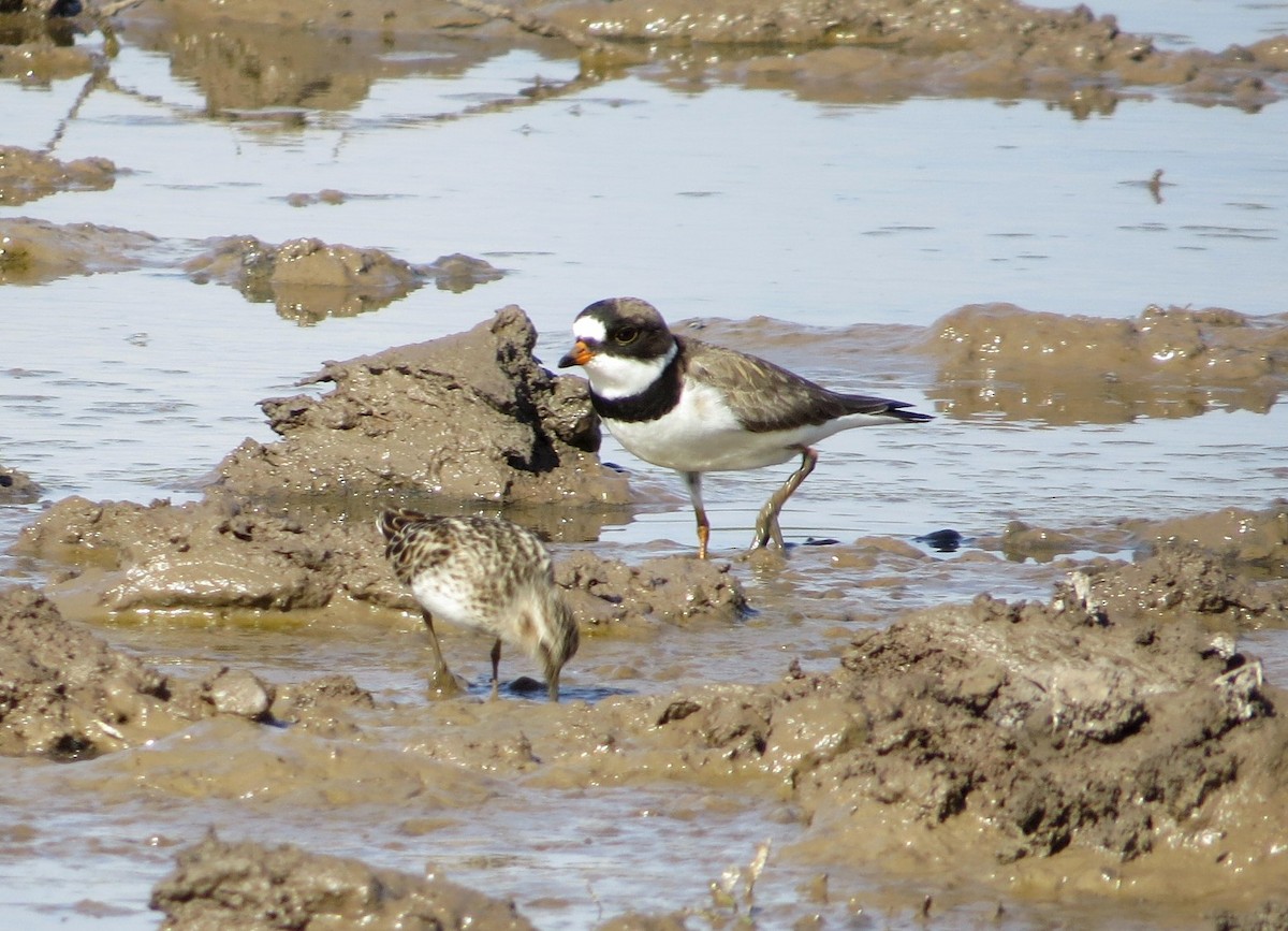 Semipalmated Plover - ML224964001