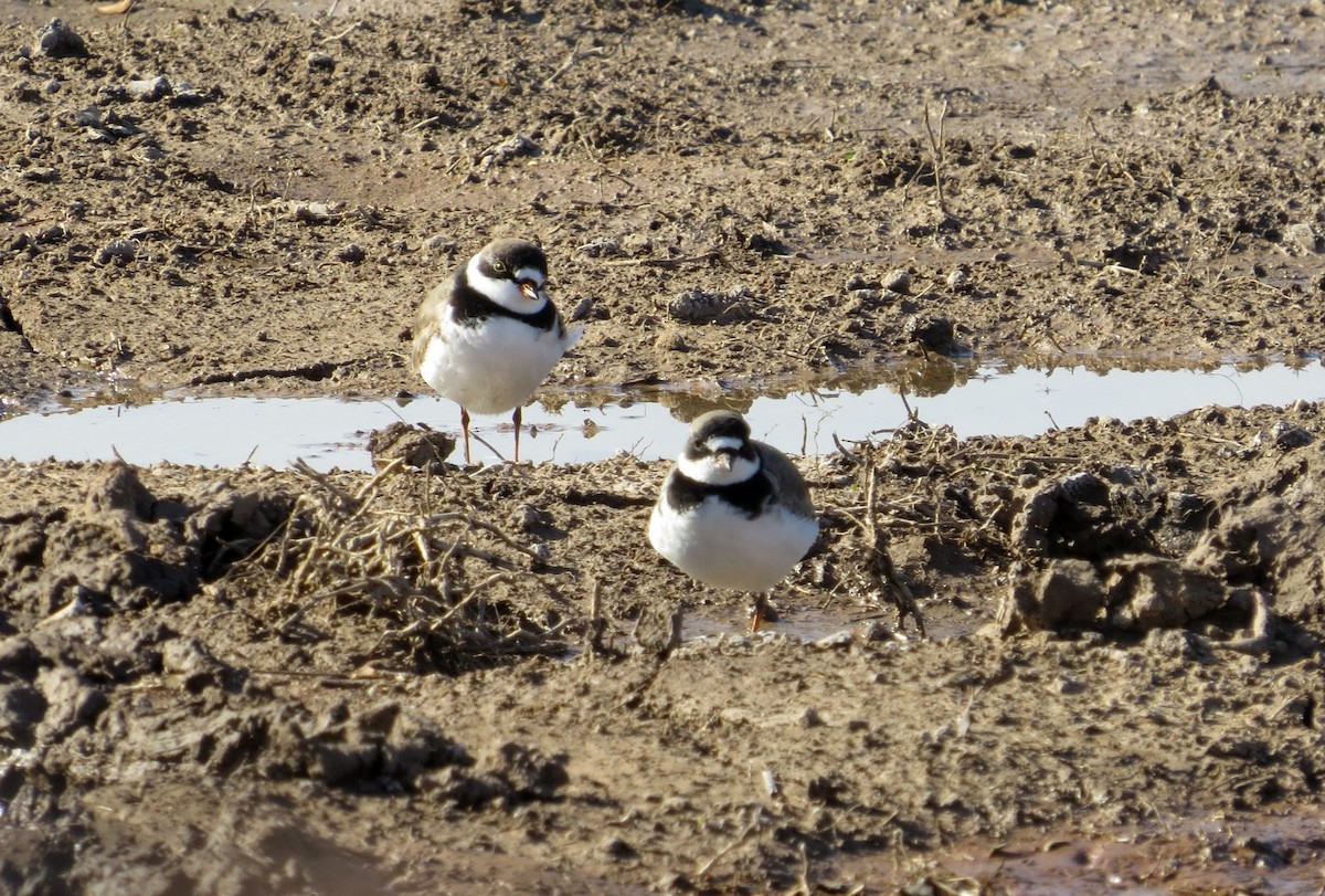 Semipalmated Plover - ML224964021