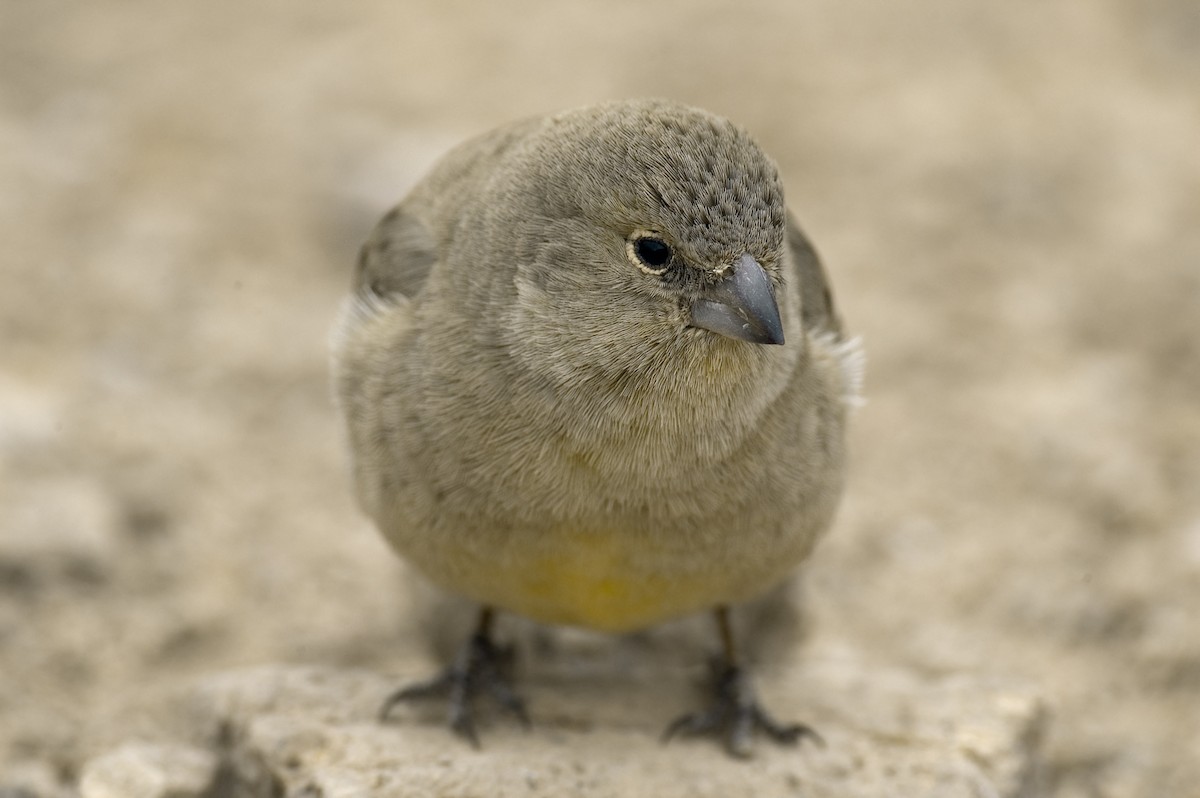 Greater Yellow-Finch - ML22496981
