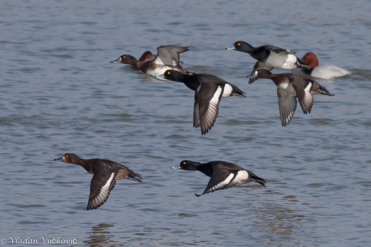 Tufted Duck - ML22497221