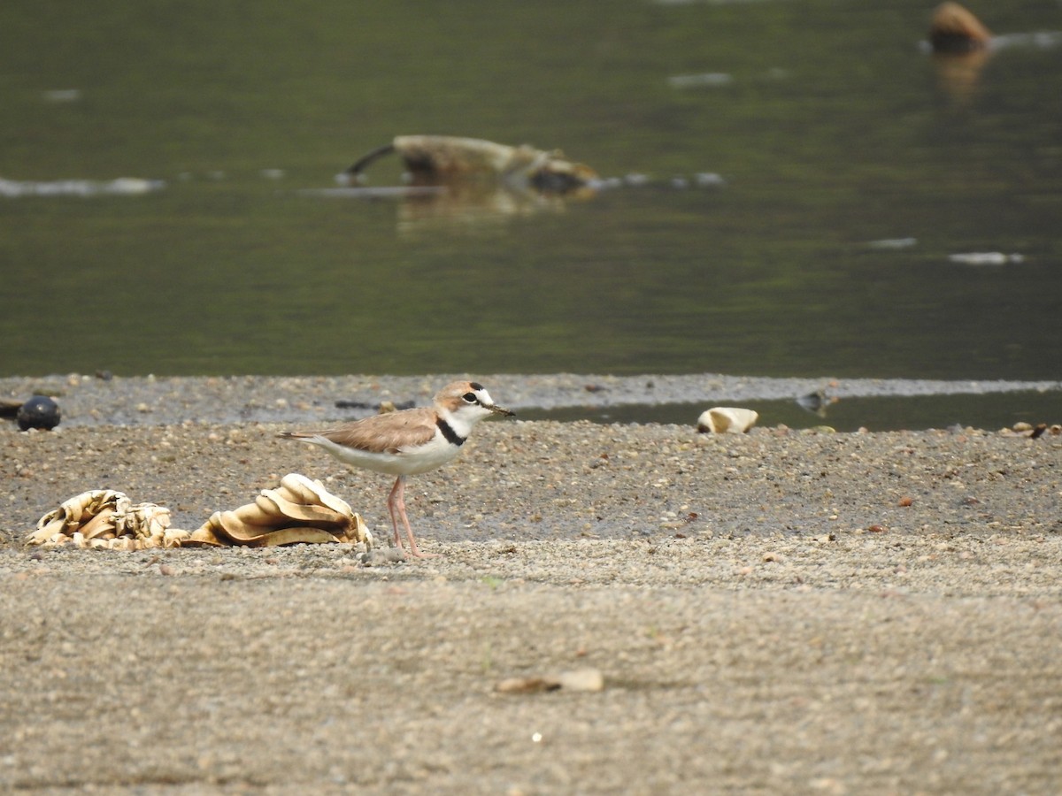 Collared Plover - ML224973881