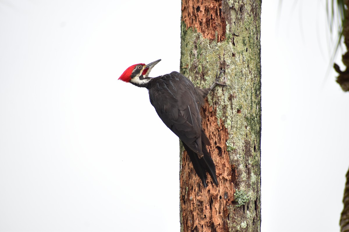Pileated Woodpecker - Leesa Brown