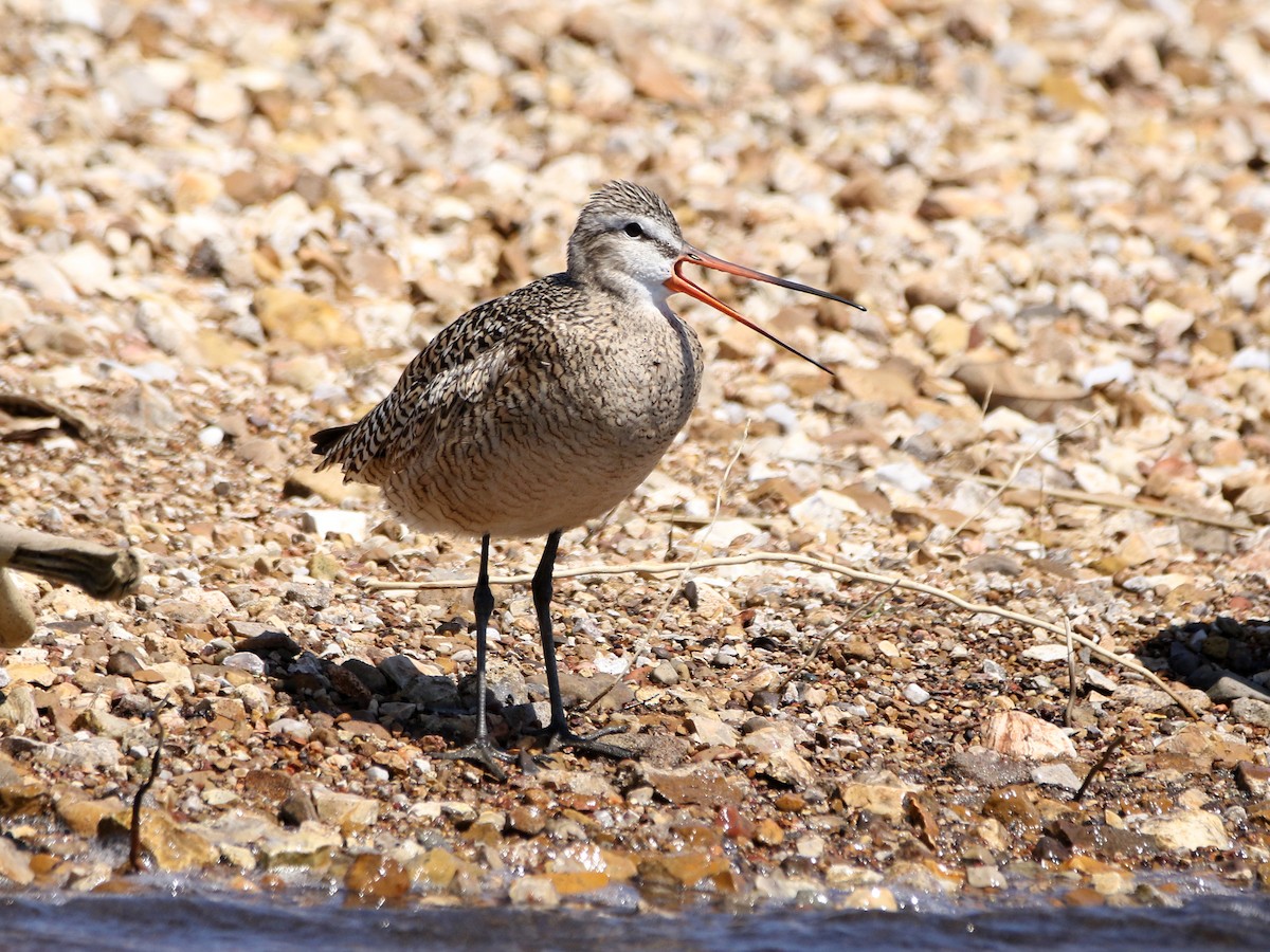 Marbled Godwit - Zach Haring