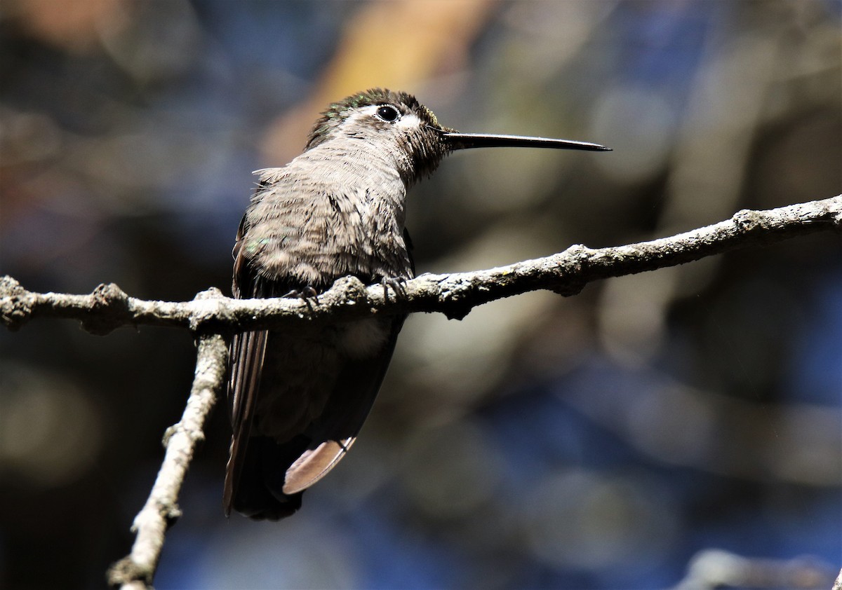 Rivoli's Hummingbird - Josue  de León Lux (Birding Guide) josuedeleonlux@gmail.com +502 3068 8988
