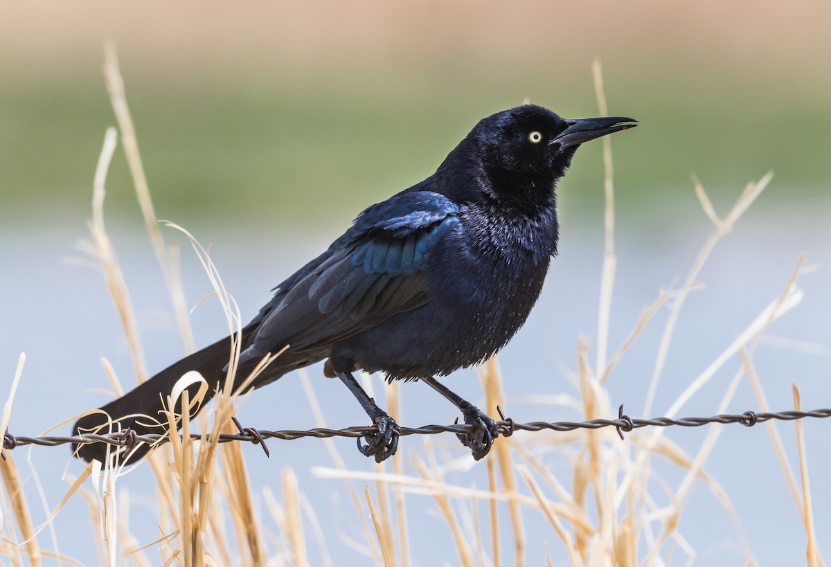 Great-tailed Grackle - ML224988401