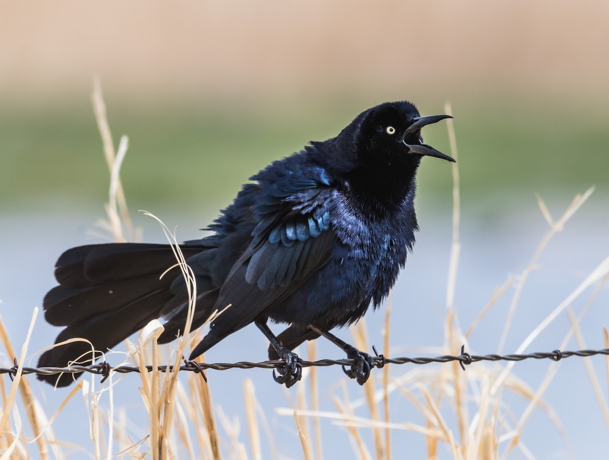 Great-tailed Grackle - ML224988461