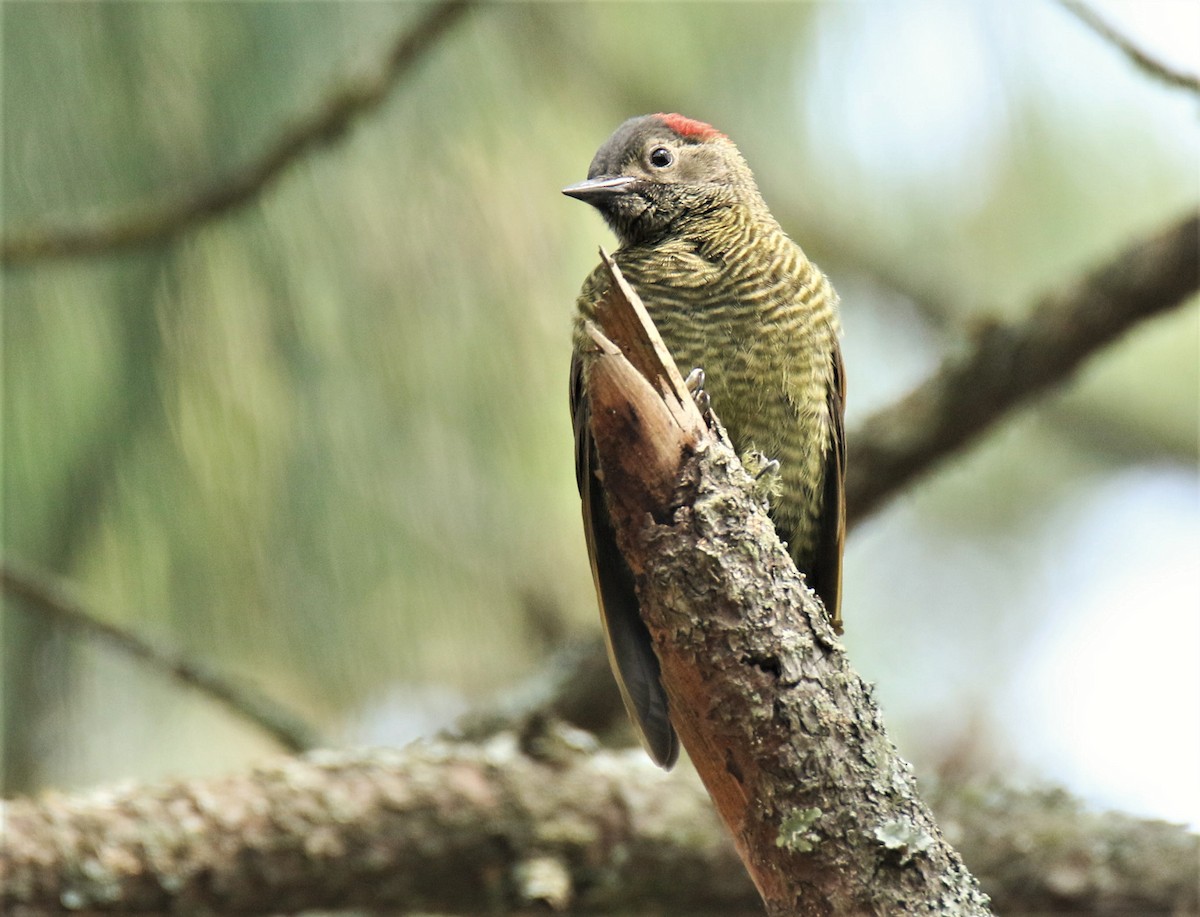 Golden-olive Woodpecker - Josue  de León Lux (Birding Guide) josuedeleonlux@gmail.com +502 3068 8988