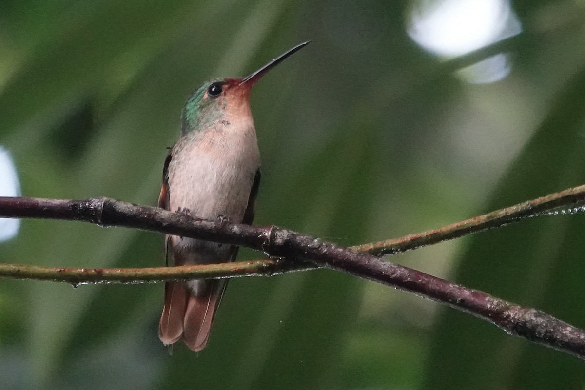 Pirre Hummingbird - ML224990121