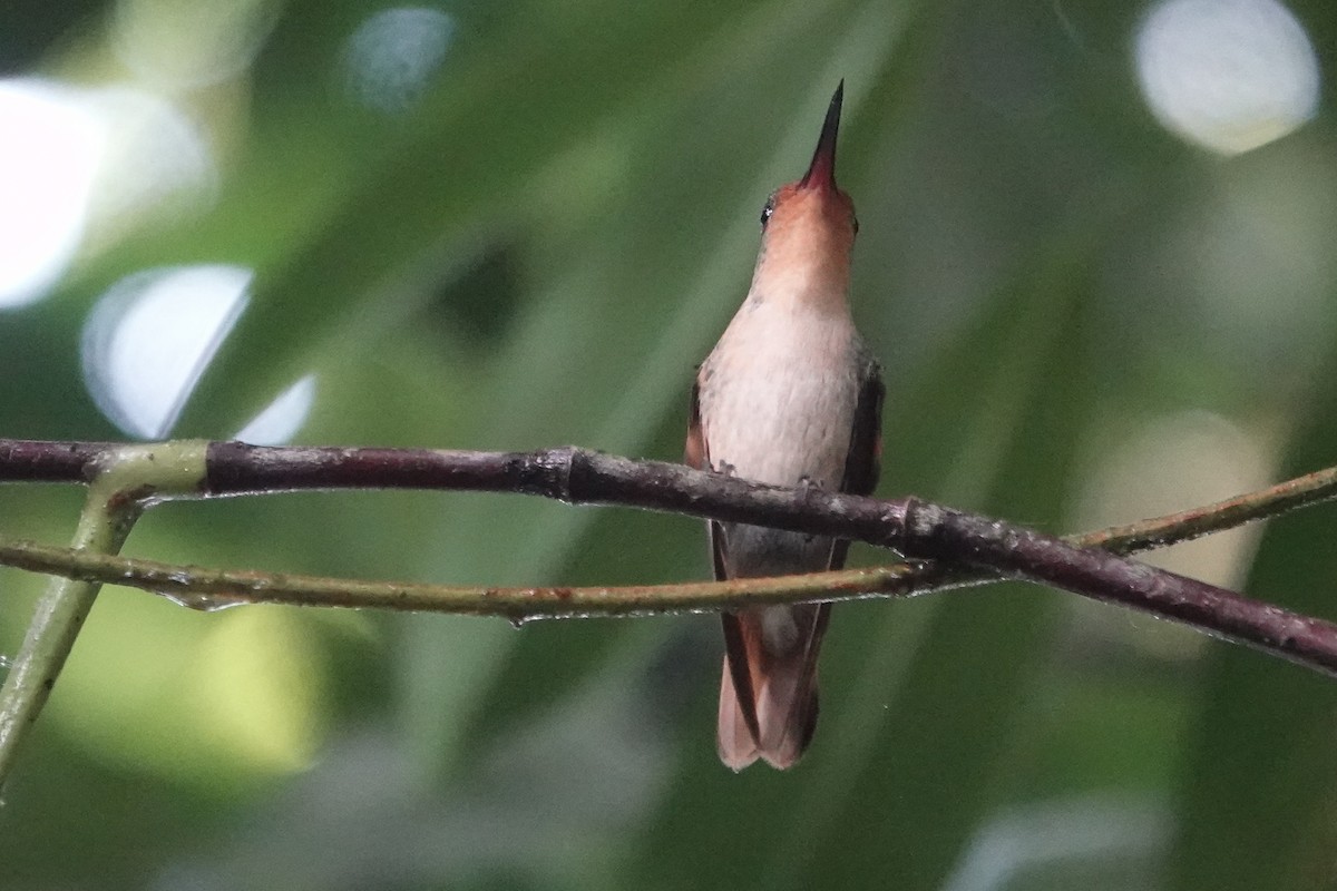 Pirre Hummingbird - ML224990181