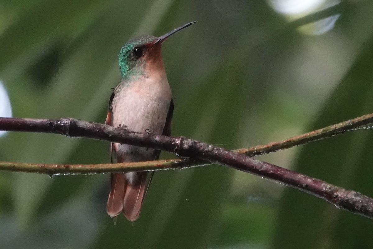 Pirre Hummingbird - ML224990201