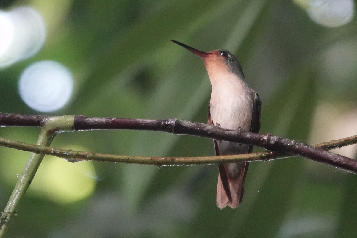 Pirre Hummingbird - ML224990271