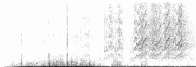 rødhodeparakitt (peruviana/dilutissima) (bølgebrystparakitt) - ML224991341
