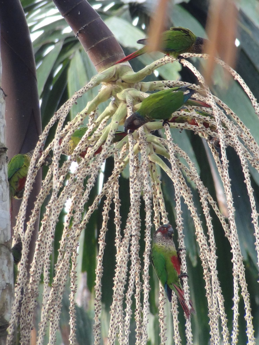 Rose-fronted Parakeet (Wavy-breasted) - ML224992631