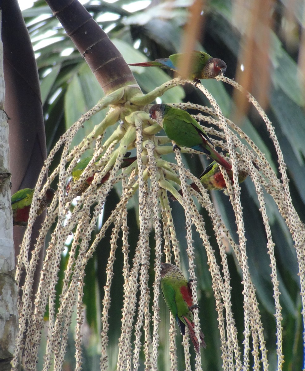pyrura červenohlavý (ssp. peruviana/dilutissima) - ML224992781
