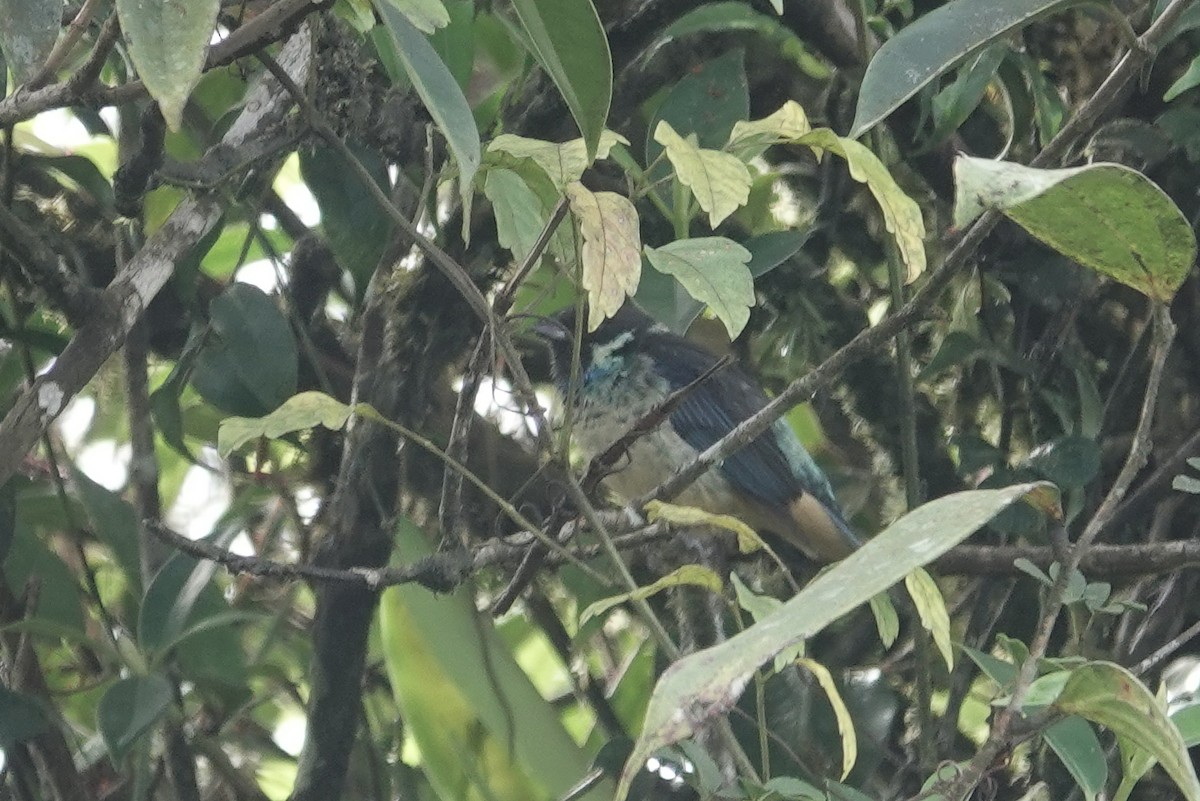 Green-naped Tanager - ML224993951