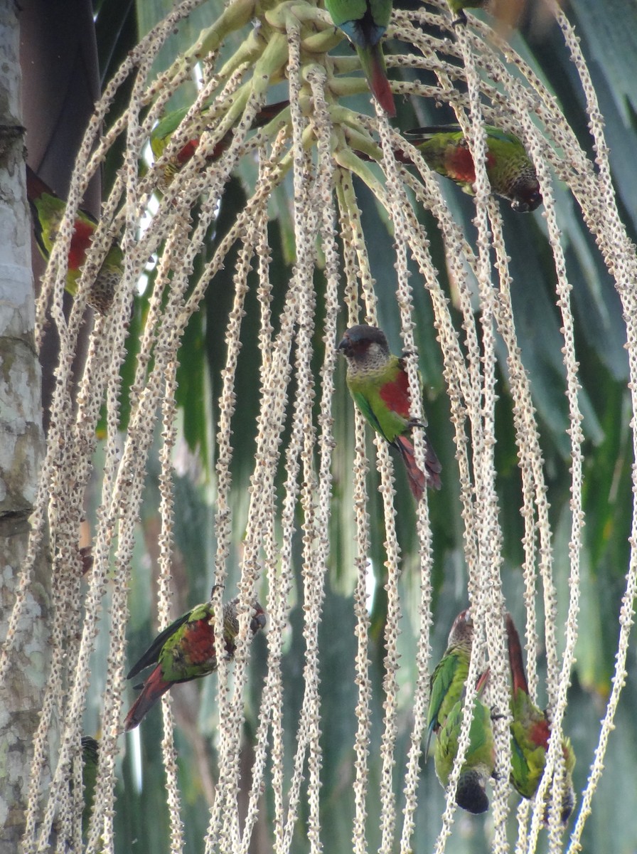 Rose-fronted Parakeet (Wavy-breasted) - ML224994071