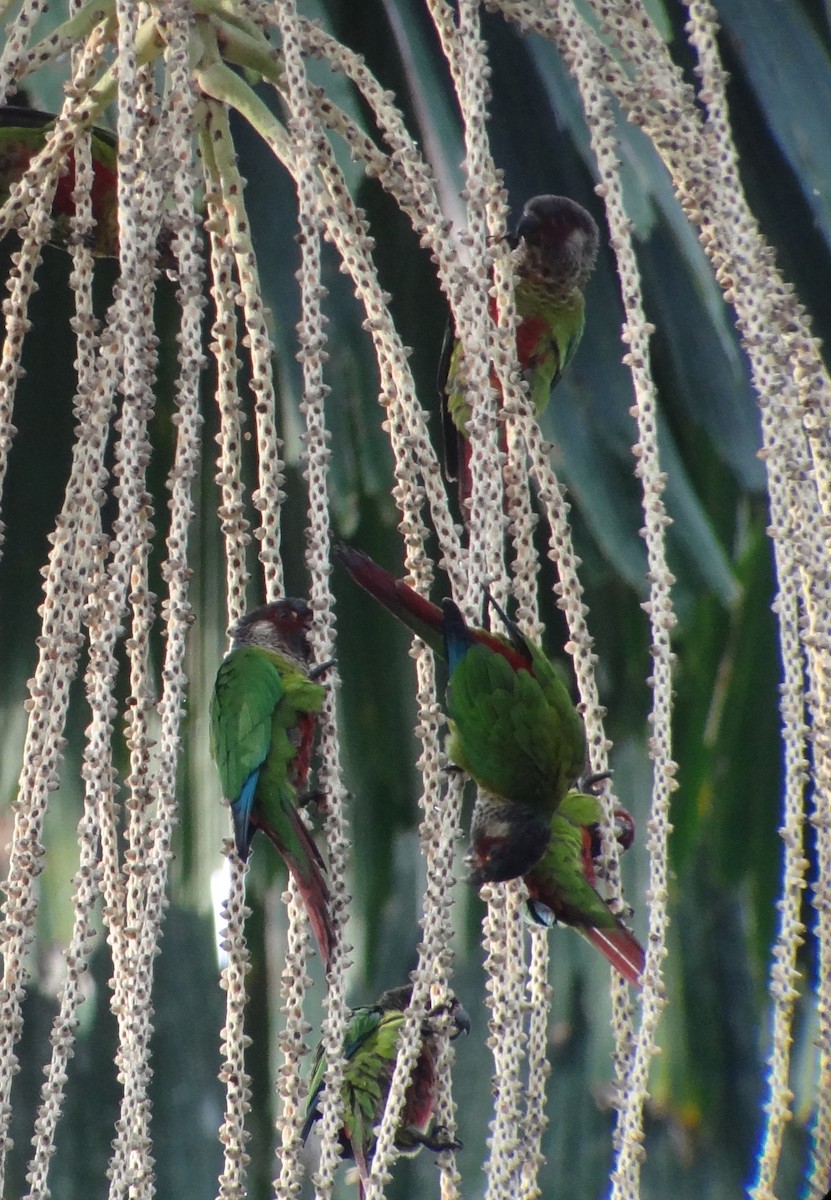 Rose-fronted Parakeet (Wavy-breasted) - ML224994741