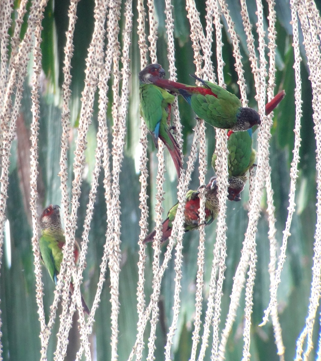 Rose-fronted Parakeet (Wavy-breasted) - ML224996181